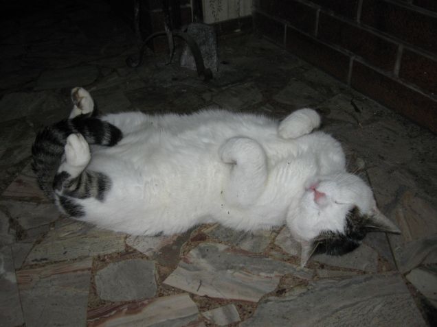 Paco,  fa la nanna!!!