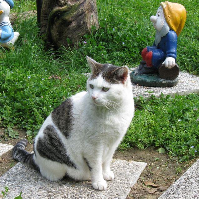 Paco, il gatto col cuore!!!