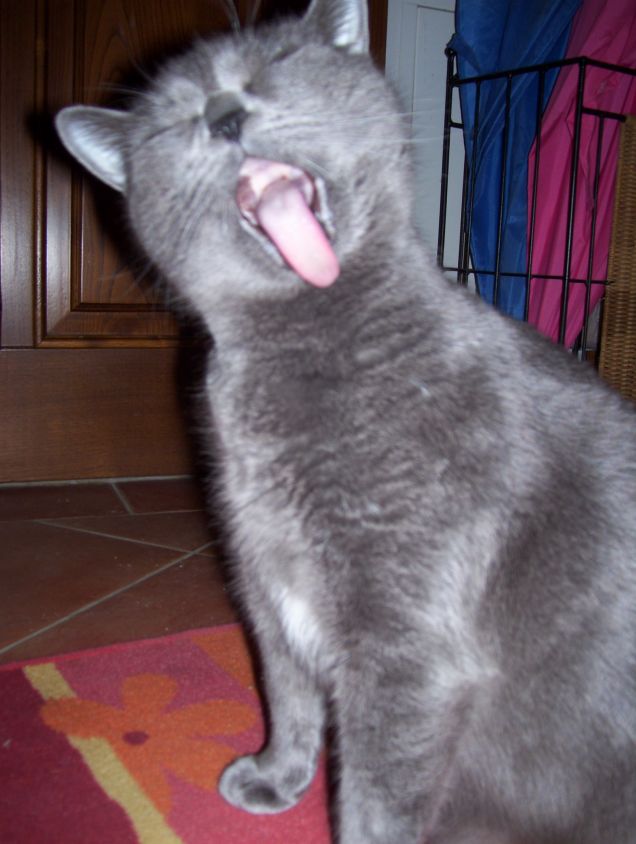 Rukia e l'ora della pulizia ppersonale