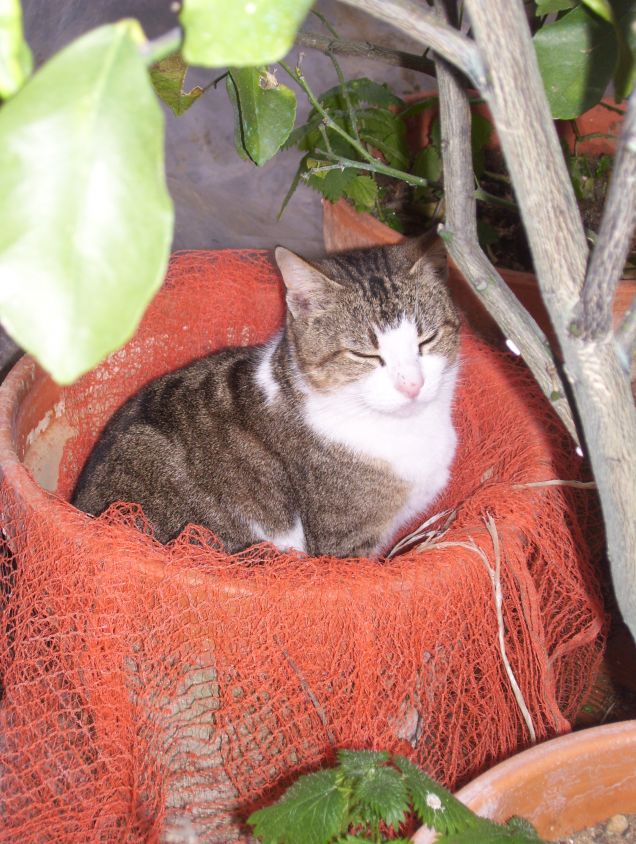 Ma che pianta strana...