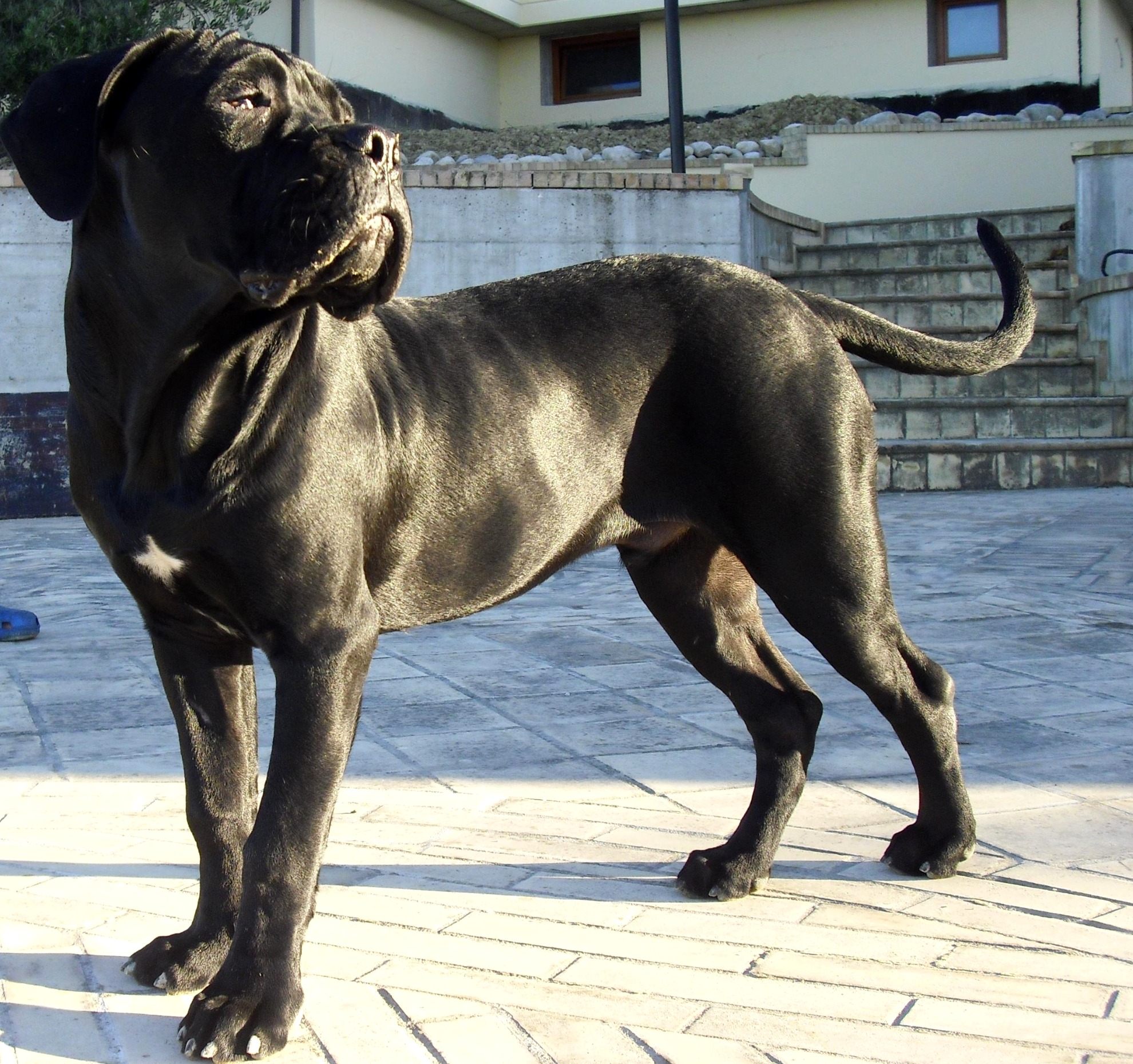 JORDAN,il caneCorso