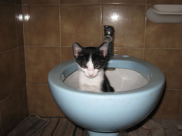 Susy, .......gatta pulita!!!