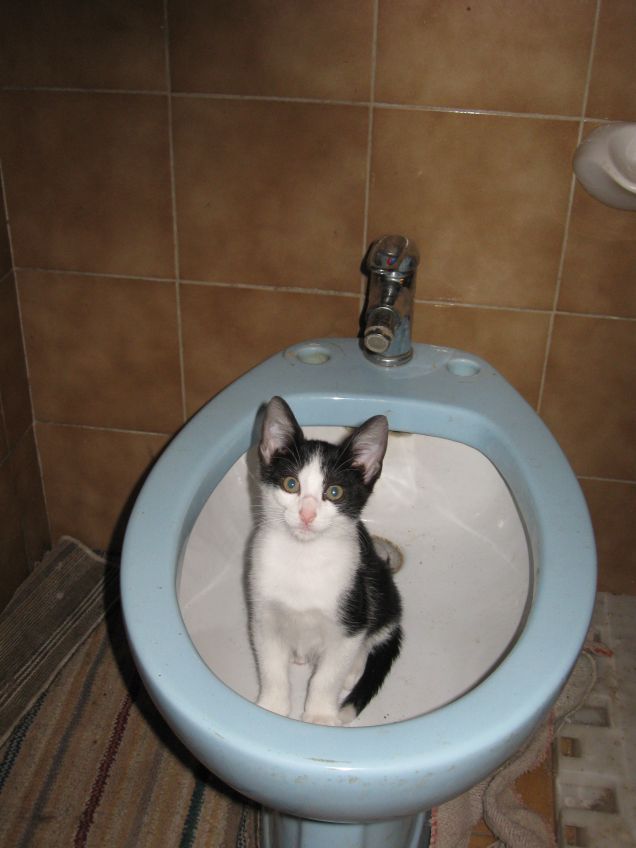 Susy, .......gatta pulita!!!