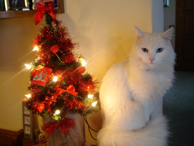 Miao Natale! 