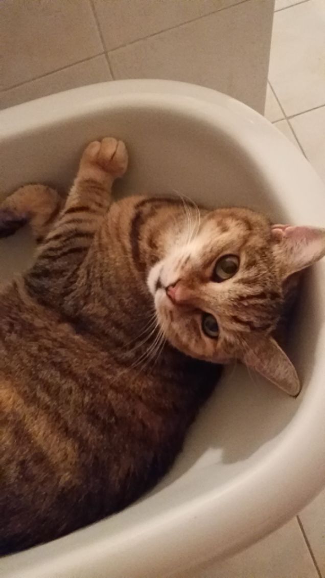 sono una gatta pulita io