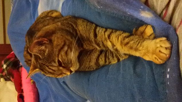 baciatemi le zampine