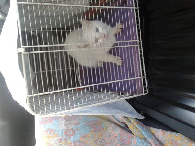 in viaggio verso il veterinario