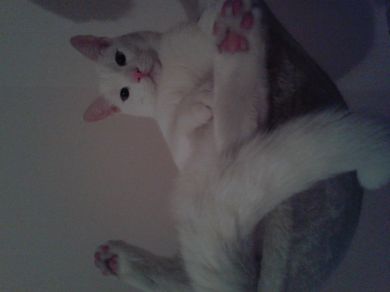 devil