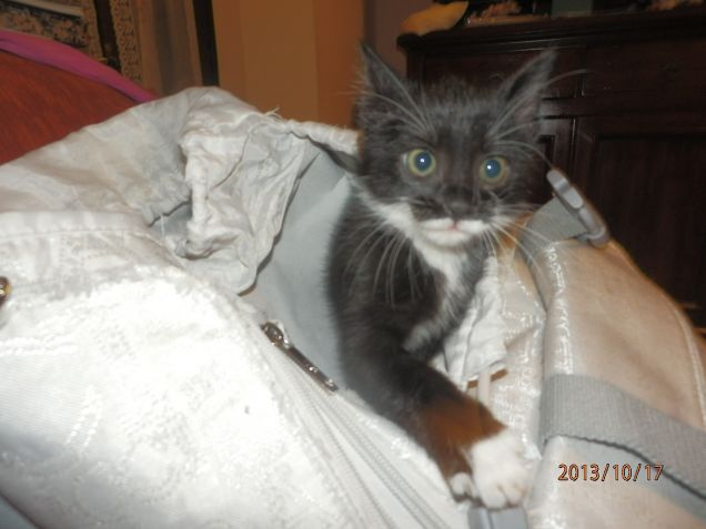 noè che va a scuola