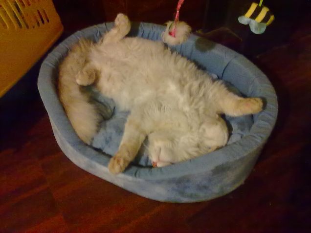 sto meglio di un pascià