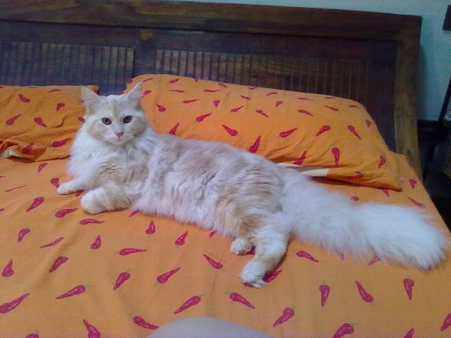 Miele e il suo posto preferito