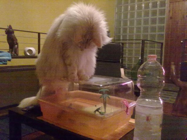 come si fa ad aprire questo sportello?