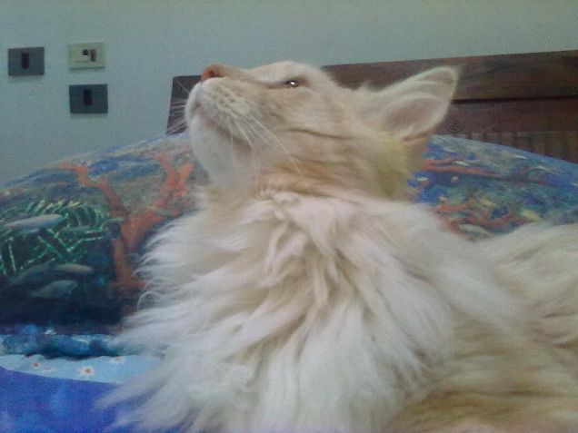 Miele: vi mostro il mio profilo migliore :)