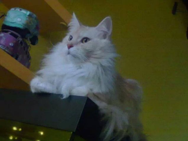 DOMINO DALL'ACQUARIO