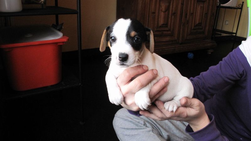 Cuccioli Jack Russell Terrier