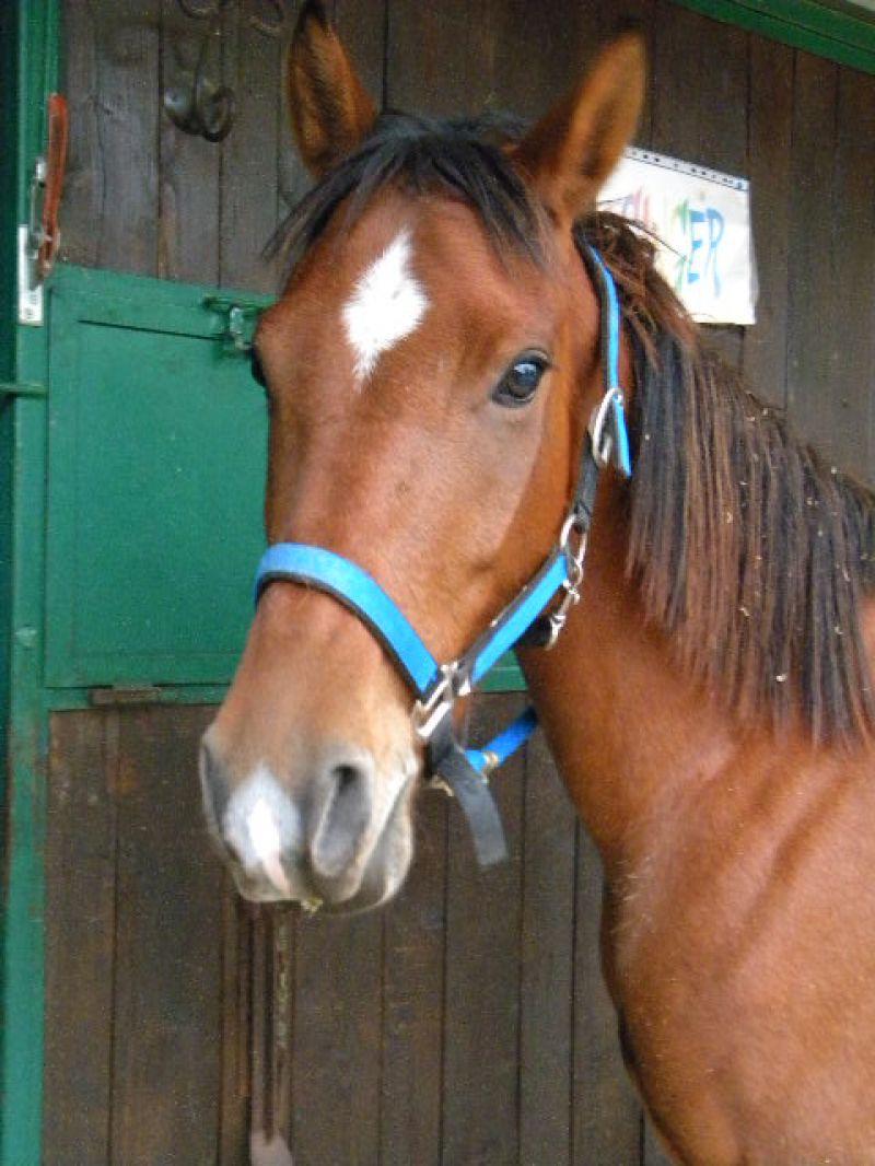 cavallo passeggiate/endurance/piccoli salti