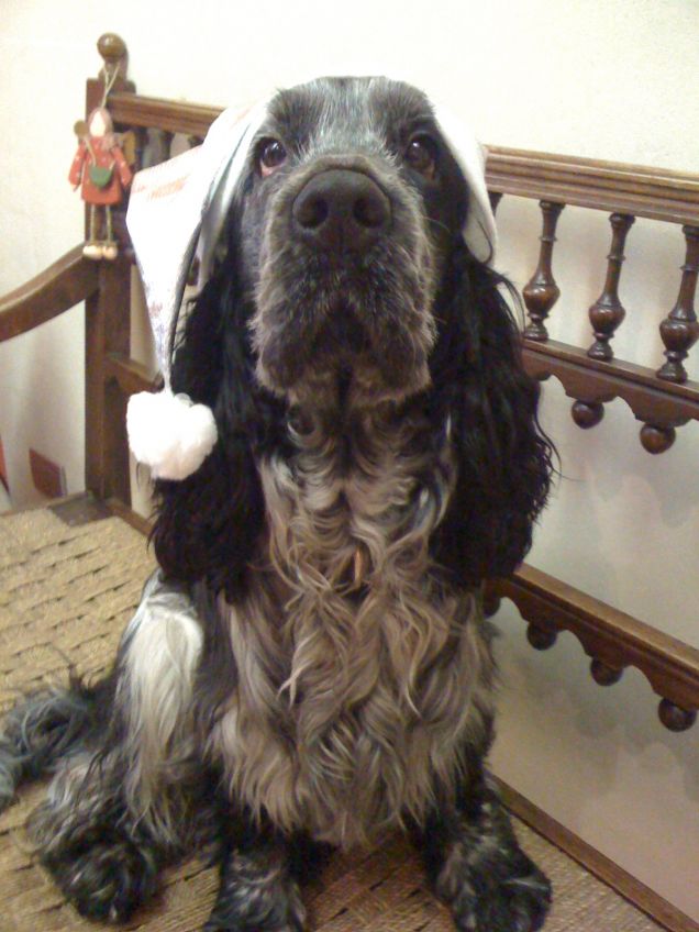 buon natale