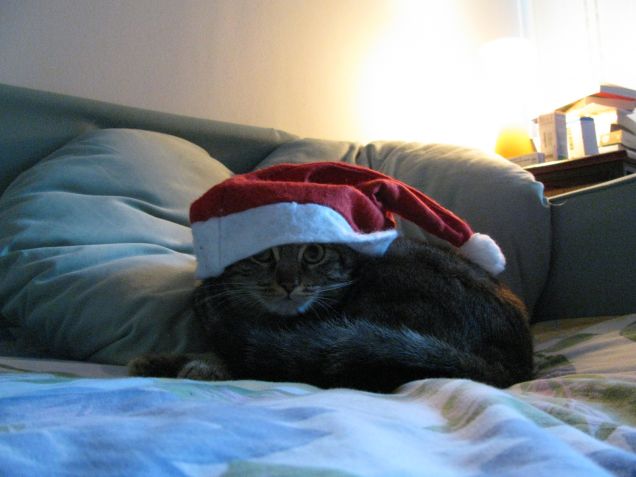 Gatto Natale