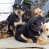cuccioli taglia medio piccoli in cerca di adozioni