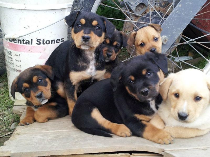 cuccioli taglia medio piccoli in cerca di adozioni