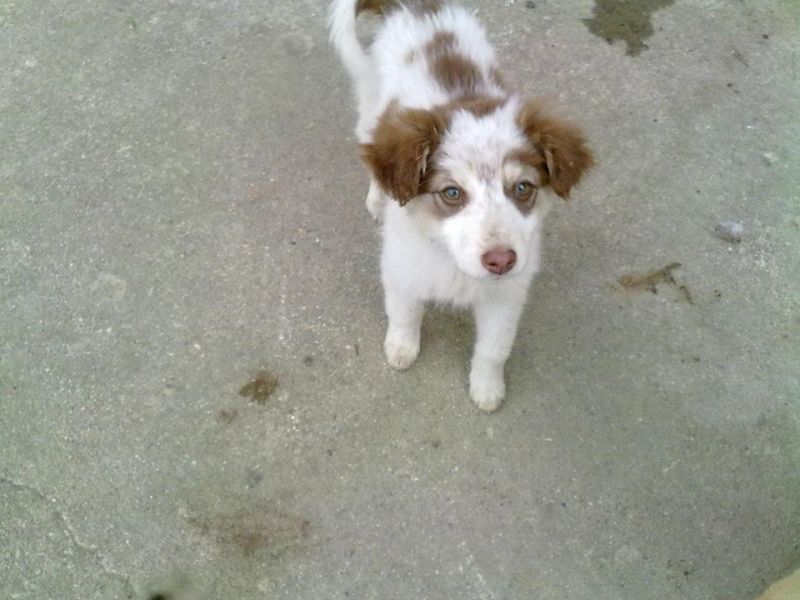 cucciola di 3 mesi taglia piccola...cerca casa.