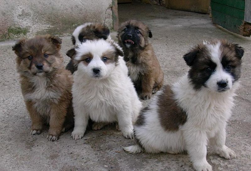 cuccioli in cerca di casa