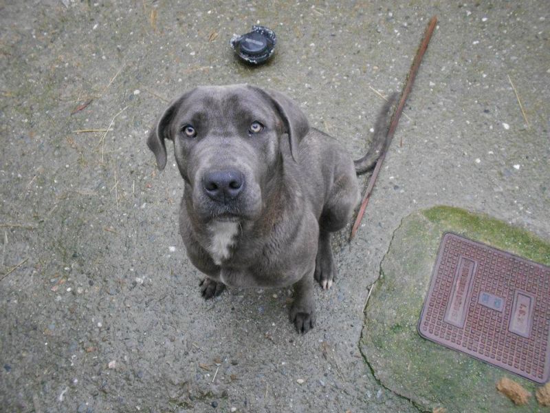 ASIA cane CORSO  cerca casa