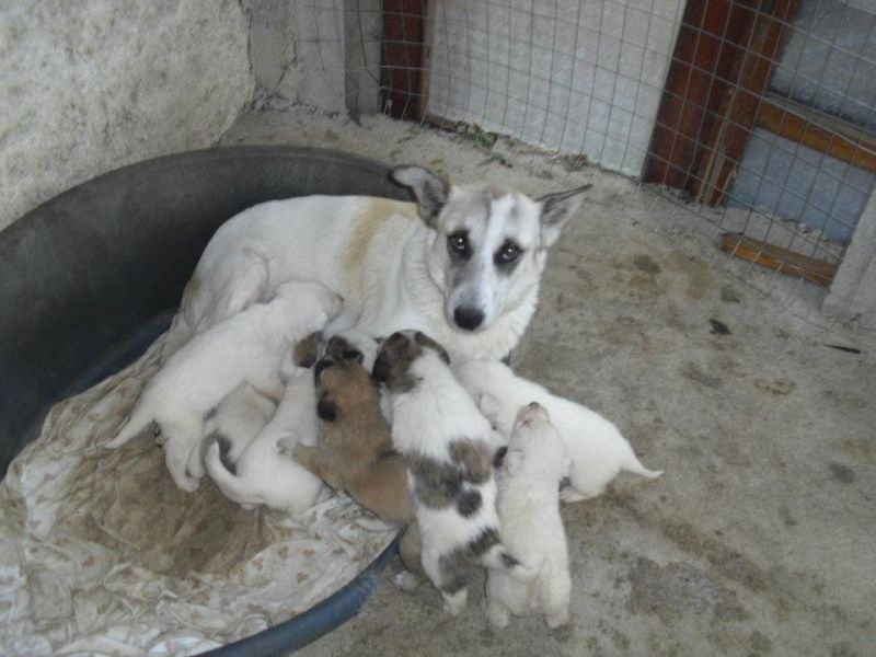 mamma JUly e i suoi cuccioli in cerca di casa!!!