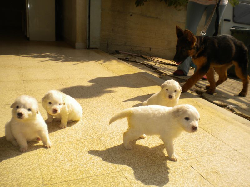 cuccioli di maremmano cercano famiglia