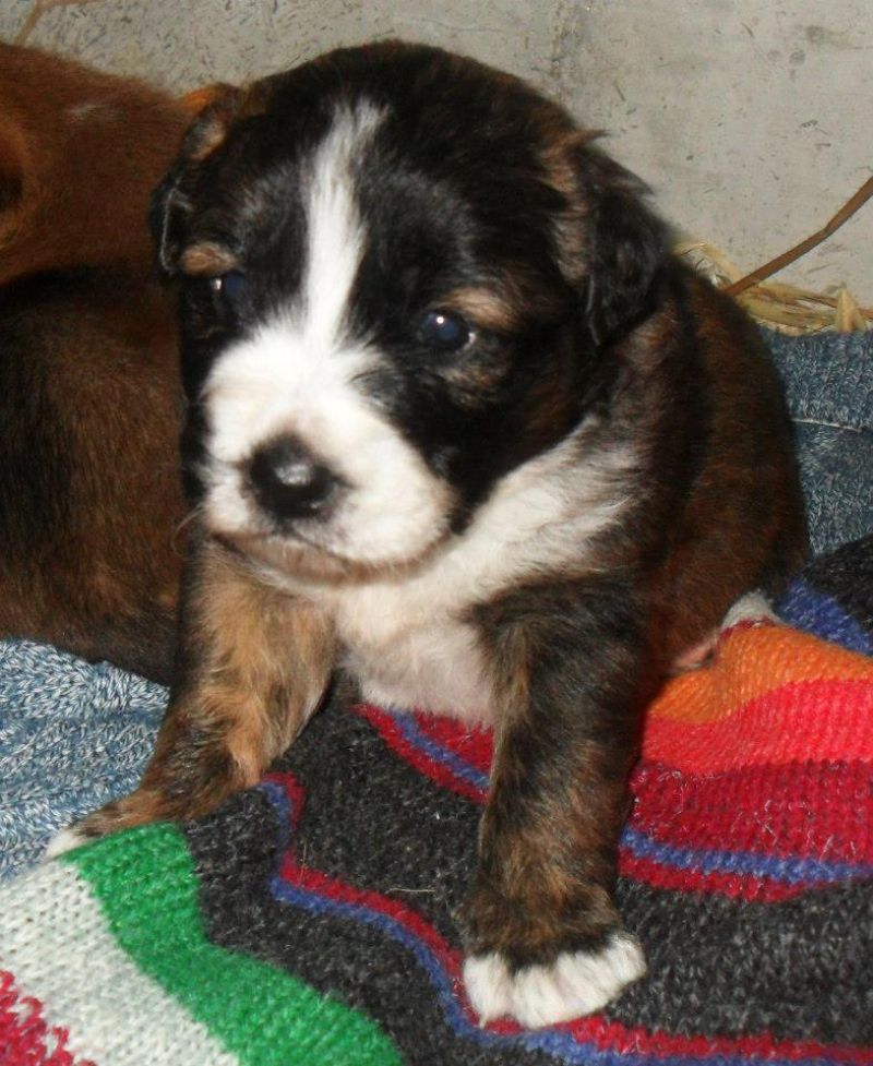 ABBIAMO TANTISSIMI CUCCIOLI E NON IN CERCA DI CASA