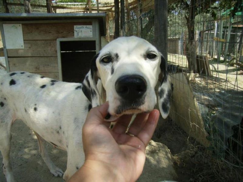 due DALMATA IN CERCA DI CASA