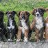 5 cuccioli cercano casa in tutta Italia