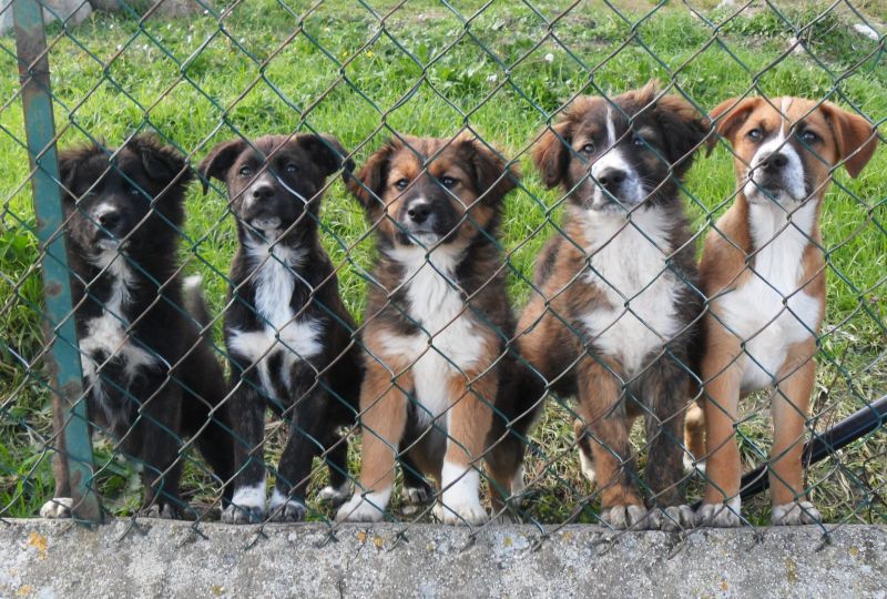 5 cuccioli cercano casa in tutta Italia