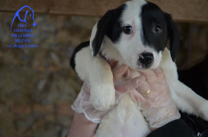 bellissima cucciola cerca casa