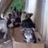 cuccioli in cerca di casa