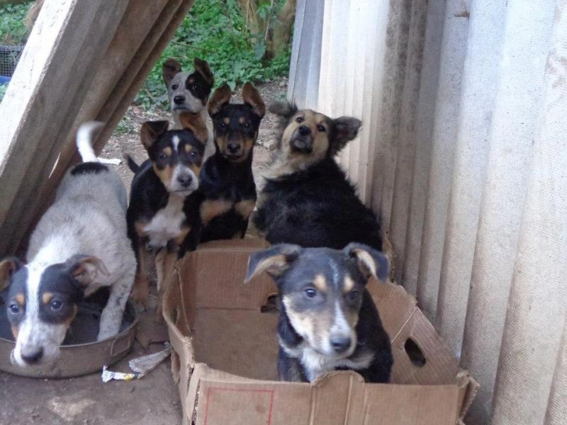 cuccioli in cerca di casa