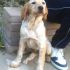biscotto mix setter cerca casa