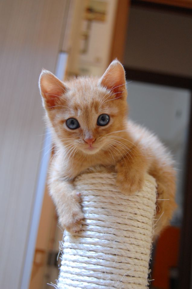 sono piccolo ma scalo anche le montagne!