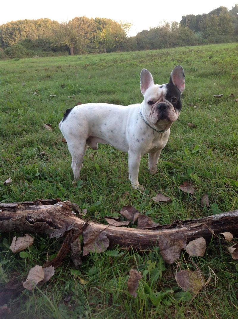 ACCOPPIAMENTO BOULEDOGUE FRANCESE