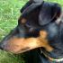 Pinscher maschio