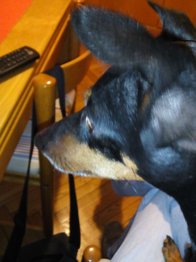 Primo piano del musetto