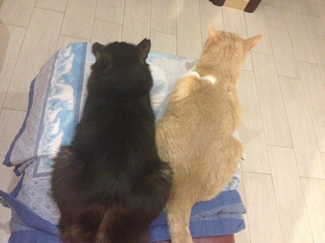 Miglior 'profilo' Gnagno (Nerone) e Jerry