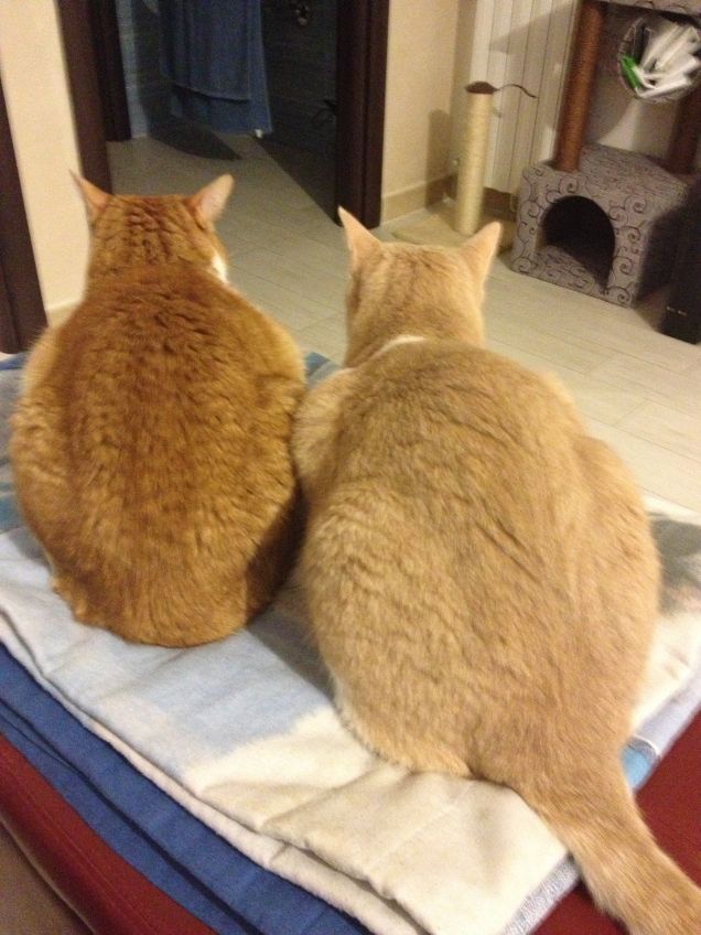 Altro profilo......altra accoppiata: Miciolino e Jerry