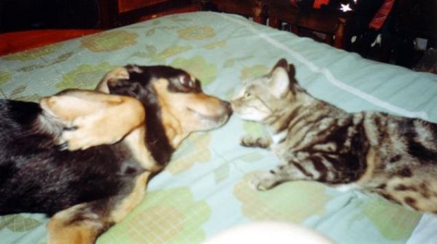 Tommy e Micia amoreggiano sul letto