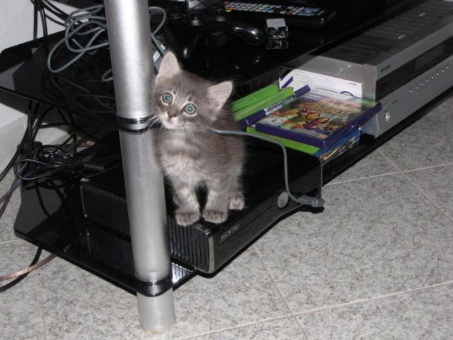 Bug in giovane età!!!