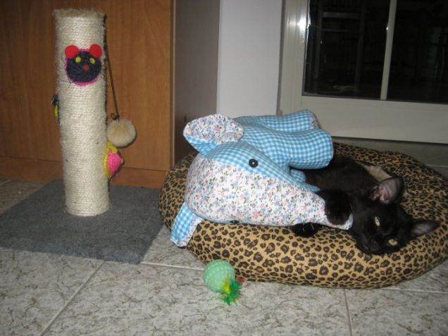 Dexter in giovane età!