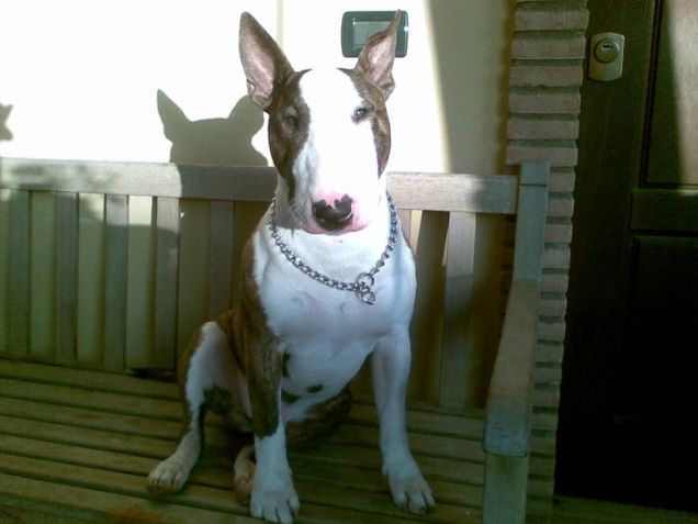 ciao!sono tiberio,bull terrier Romano di Roma