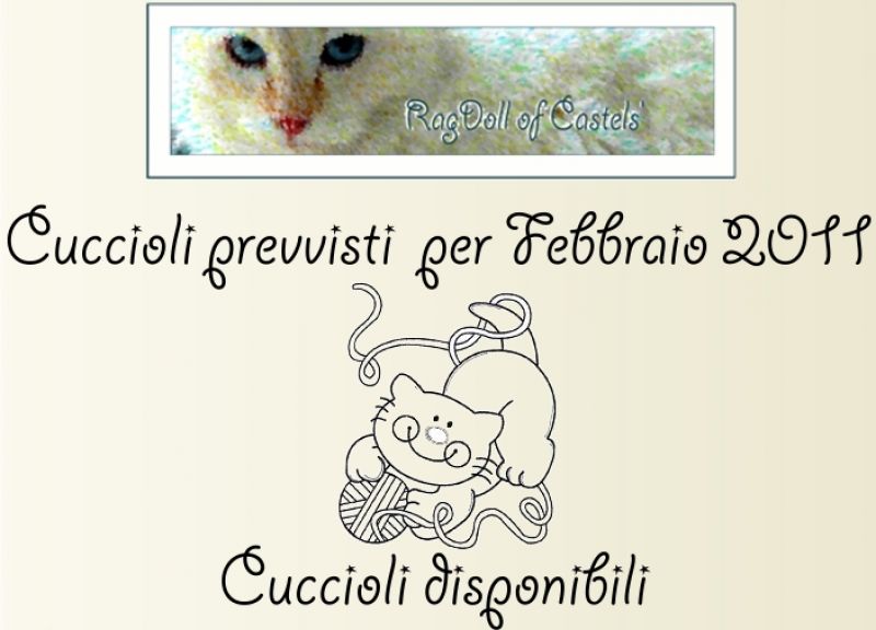 Allevamento amatoriale splendidi gatti Ragdoll