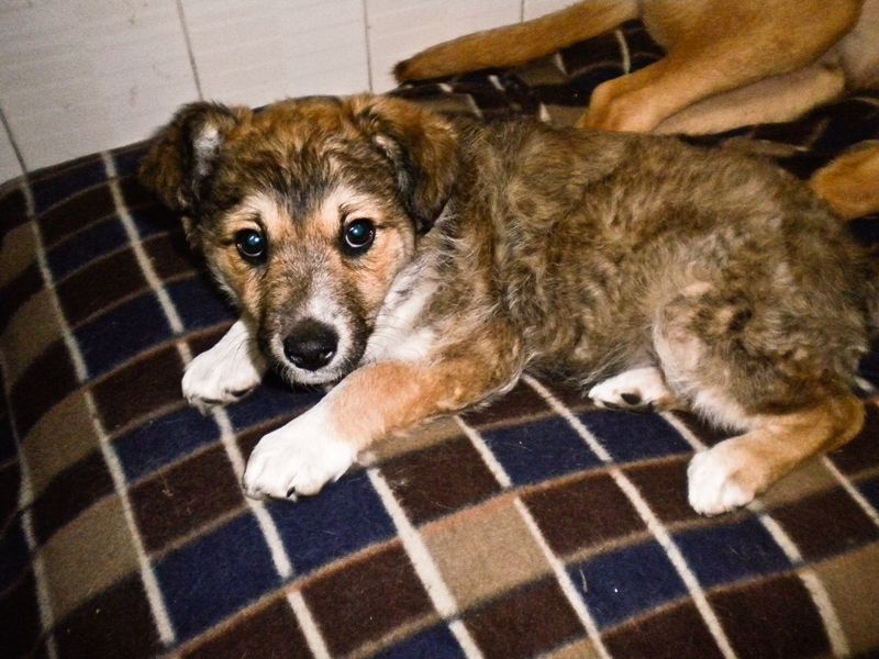 CAGNOLINA METICCIA DA ADOTTARE