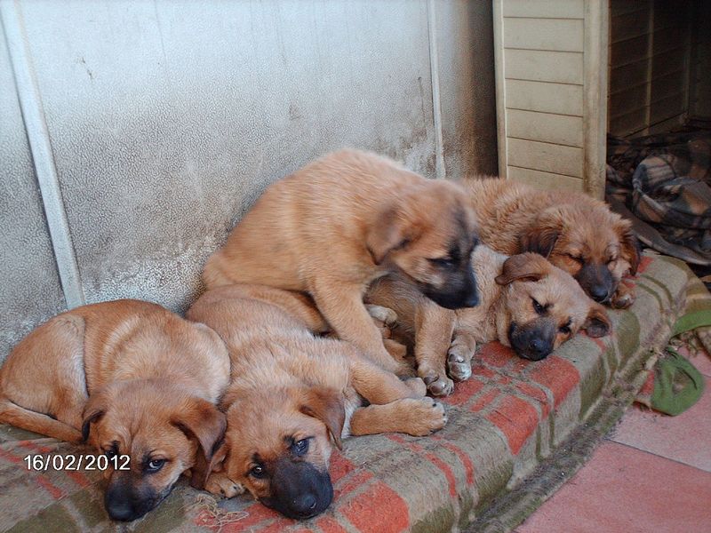 Regalasi Cuccioli di Cane